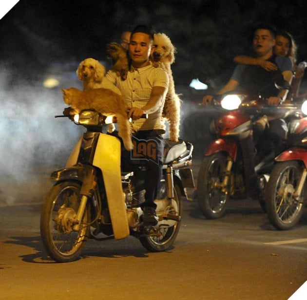 Chủ đi làm, cả đàn chó mèo đánh đu trên xe máy đi cùng cho vui - Ảnh 7. Chủ đi làm, cả đàn chó mèo đánh đu trên xe máy đi cùng cho vui - Ảnh 7.
