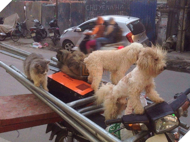 Chủ đi làm, cả đàn chó mèo đánh đu trên xe máy đi cùng cho vui - Ảnh 5. Chủ đi làm, cả đàn chó mèo đánh đu trên xe máy đi cùng cho vui - Ảnh 5.