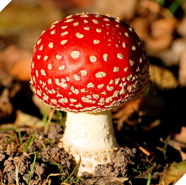 9 sự thật về tựa game Mario hái nấm huyền thoại sẽ khiến bạn phải giật mình - Ảnh 6. 9 sự thật về tựa game Mario hái nấm huyền thoại sẽ khiến bạn phải giật mình - Ảnh 6.