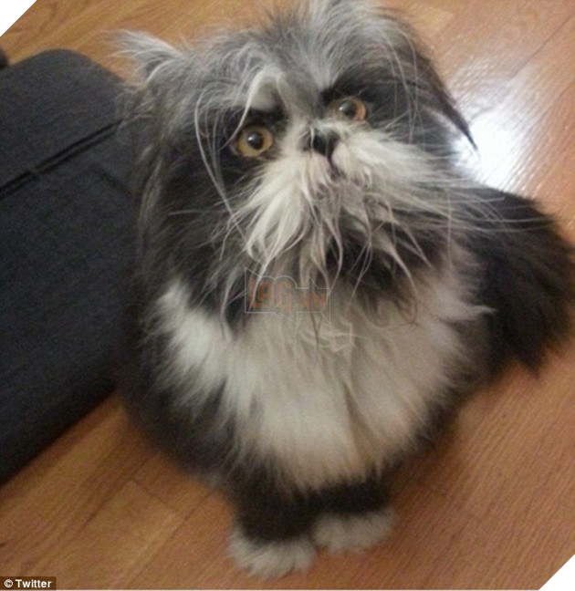 Cư dân mạng cãi nhau ỏm tỏi vì không biết con vật lắm lông này là chó hay mèo - Ảnh 1. Cư dân mạng cãi nhau ỏm tỏi vì không biết con vật lắm lông này là chó hay mèo - Ảnh 1.