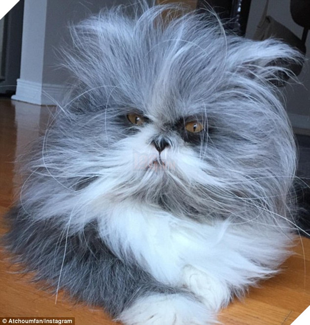 Cư dân mạng cãi nhau ỏm tỏi vì không biết con vật lắm lông này là chó hay mèo - Ảnh 5. Cư dân mạng cãi nhau ỏm tỏi vì không biết con vật lắm lông này là chó hay mèo - Ảnh 5.