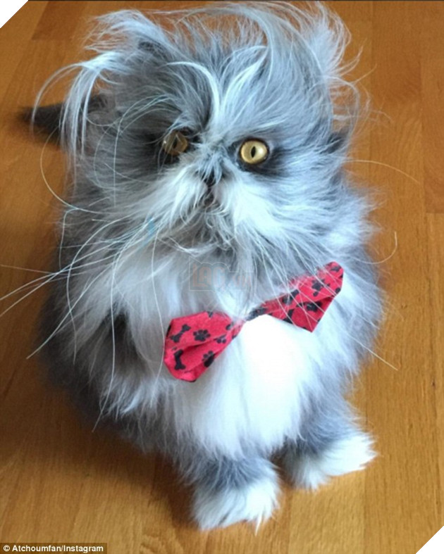 Cư dân mạng cãi nhau ỏm tỏi vì không biết con vật lắm lông này là chó hay mèo - Ảnh 3. Cư dân mạng cãi nhau ỏm tỏi vì không biết con vật lắm lông này là chó hay mèo - Ảnh 3.