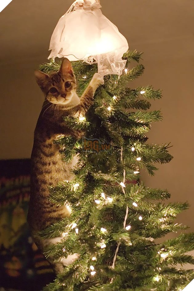 17 con boss quái thai chả bắt nạt được ai, quay ra cà đểu cây thông Noel - Ảnh 1. 17 con boss quái thai chả bắt nạt được ai, quay ra cà đểu cây thông Noel - Ảnh 1.