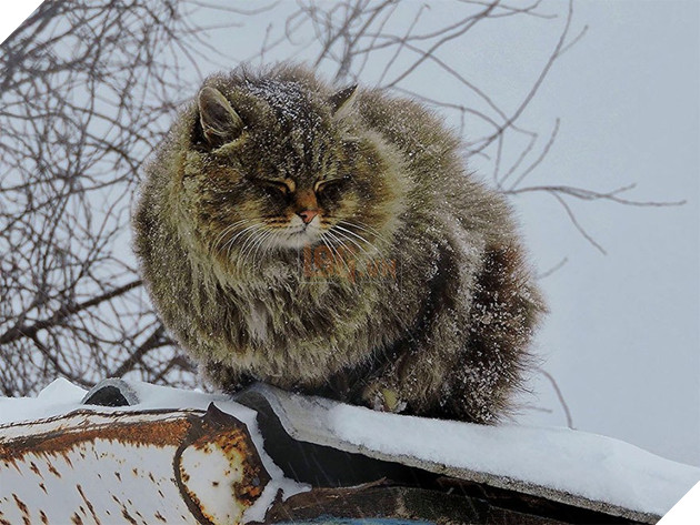 Đàn mèo Siberia xâm chiếm khu vườn của người nông dân, thế nhưng ý đồ của chúng vô tình trở thành việc tốt - Ảnh 9. Đàn mèo Siberia xâm chiếm khu vườn của người nông dân, thế nhưng ý đồ của chúng vô tình trở thành việc tốt - Ảnh 9.