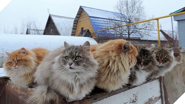 Đàn mèo Siberia xâm chiếm khu vườn của người nông dân, thế nhưng ý đồ của chúng vô tình trở thành việc tốt - Ảnh 13. Đàn mèo Siberia xâm chiếm khu vườn của người nông dân, thế nhưng ý đồ của chúng vô tình trở thành việc tốt - Ảnh 13.