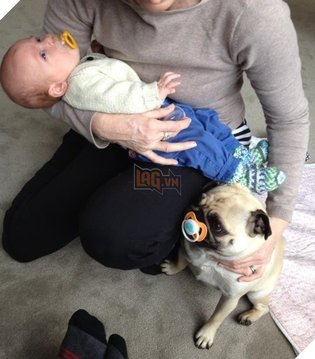 17 chú chó lớn đùng rồi mà vẫn không chịu cai ti giả - Ảnh 25. 17 chú chó lớn đùng rồi mà vẫn không chịu cai ti giả - Ảnh 25.