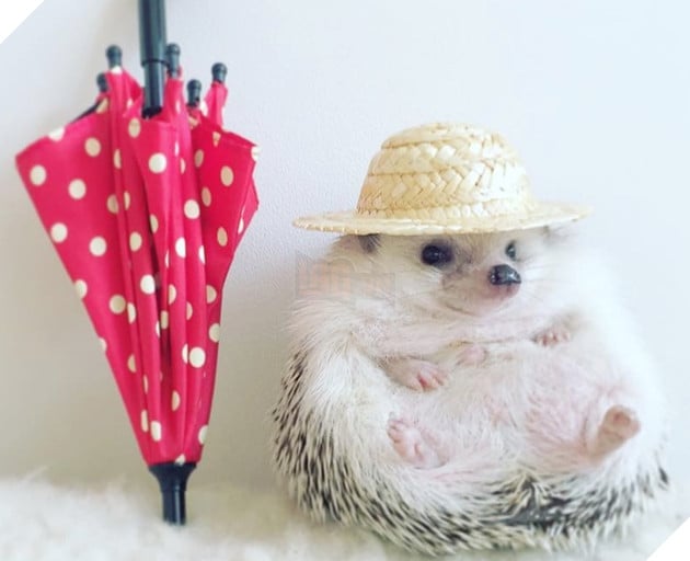 Kết quả hình ảnh cho azuki hedgehog