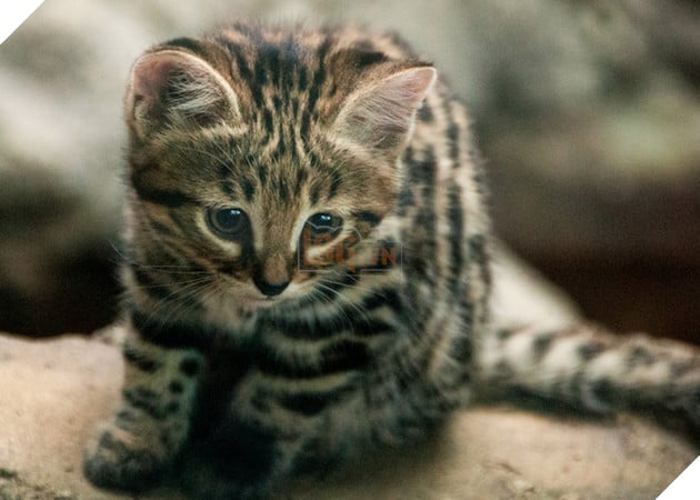 Chân dung loài mèo nguy hiểm bậc nhất thế giới nhưng lại có vẻ ngoài đáng yêu lừa tình - Ảnh 2. Chân dung loài mèo nguy hiểm bậc nhất thế giới nhưng lại có vẻ ngoài đáng yêu lừa tình - Ảnh 2.