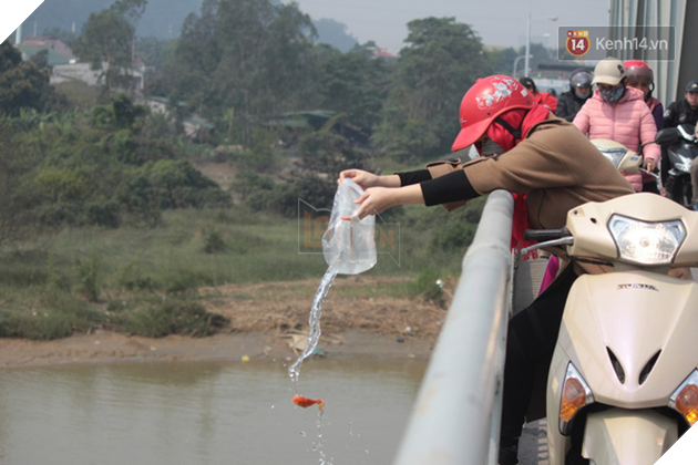 Người dân vô tư ném cá chép từ trên cầu cao hàng chục mét xuống sông để phóng sinh trong ngày ông Công ông Táo - Ảnh 3. Người dân vô tư ném cá chép từ trên cầu cao hàng chục mét xuống sông để phóng sinh trong ngày ông Công ông Táo - Ảnh 3.