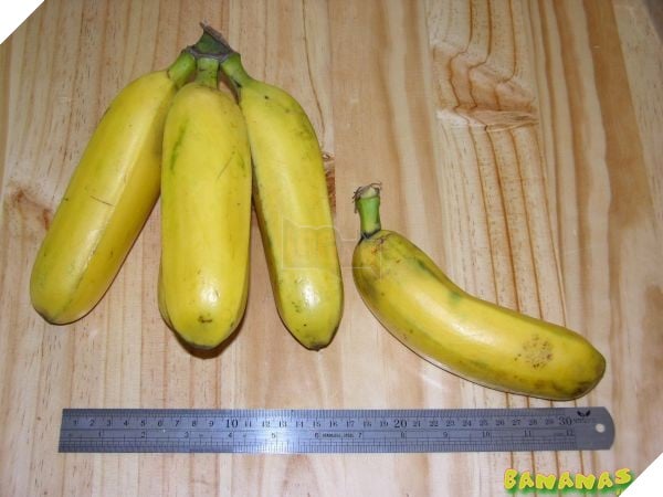 Bananacoin - Đồng tiền chuối, có trị giá bằng 1 cân chuối - Ảnh 5. Bananacoin - Đồng tiền chuối, có trị giá bằng 1 cân chuối - Ảnh 5.