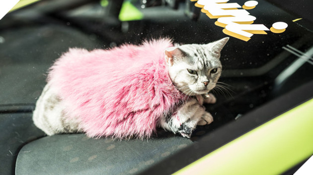 Gặp Torako - "Hoàng thượng" mèo sở hữu cả Lamborghini khiến dân Nhật mắt tròn mắt dẹt