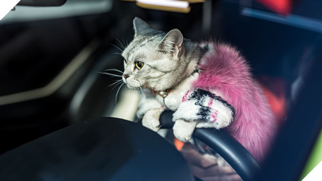 Gặp Torako - "Hoàng thượng" mèo sở hữu cả Lamborghini khiến dân Nhật mắt tròn mắt dẹt