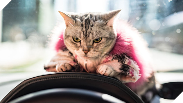 Gặp Torako - "Hoàng thượng" mèo sở hữu cả Lamborghini khiến dân Nhật mắt tròn mắt dẹt