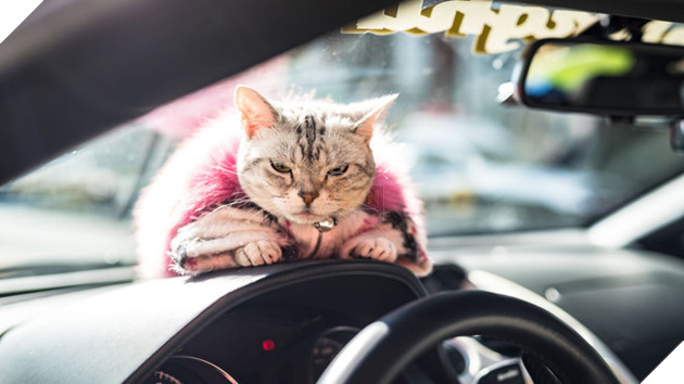 Gặp Torako - "Hoàng thượng" mèo sở hữu cả Lamborghini khiến dân Nhật mắt tròn mắt dẹt