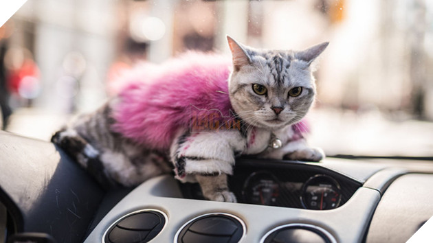Gặp Torako - "Hoàng thượng" mèo sở hữu cả Lamborghini khiến dân Nhật mắt tròn mắt dẹt