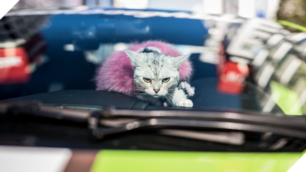 Gặp Torako - "Hoàng thượng" mèo sở hữu cả Lamborghini khiến dân Nhật mắt tròn mắt dẹt