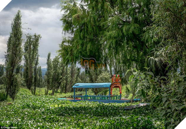 Scenic: Cindy Vasko, a photographer who visited the area this year, told MailOnline how the journey began through maze-like canals where she was surrounded by lush greenery (pictured)