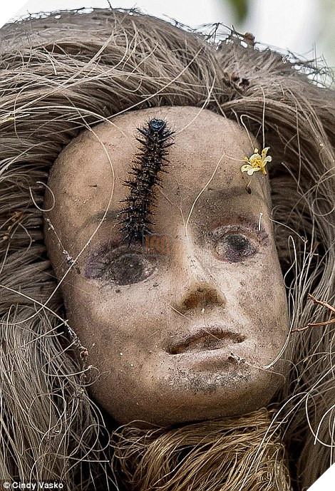 Haunting: The dolls he hung from the trees have been decaying in the Mexican woods for 14 years, and many have been infested by insects