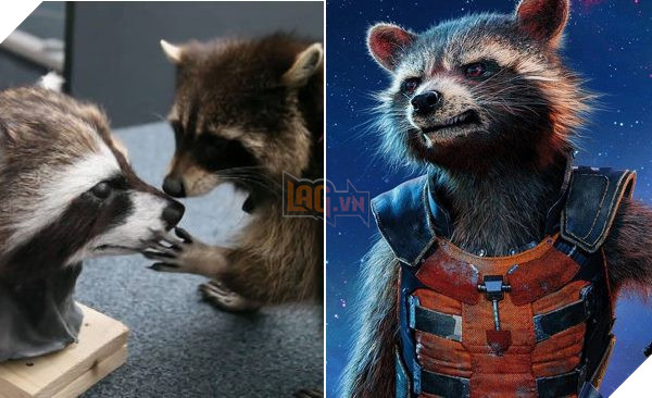 Rocket Raccoon
