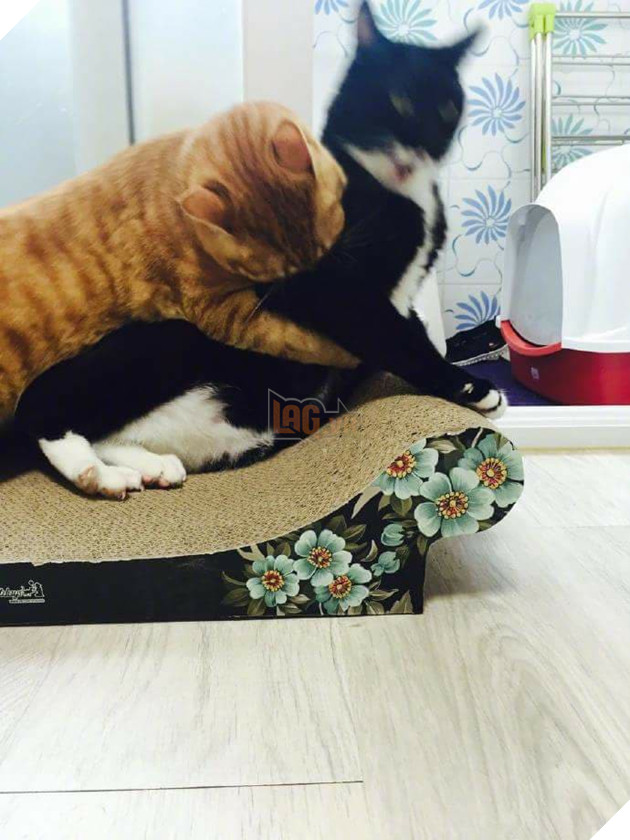 Chùm ảnh: Trận hỗn chiến giữa 2 con moè và tuyệt chiêu lấy thịt đè người trong truyền thuyết - Ảnh 5. Chùm ảnh: Trận hỗn chiến giữa 2 con moè và tuyệt chiêu lấy thịt đè người trong truyền thuyết - Ảnh 5.