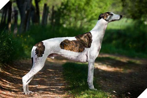 Greyhound-MP greyhound mp