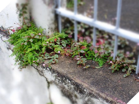 Ảnh trước và sau khi sử dụng tính năng lấy nét