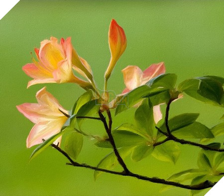 Phạm Thế Quang Huy