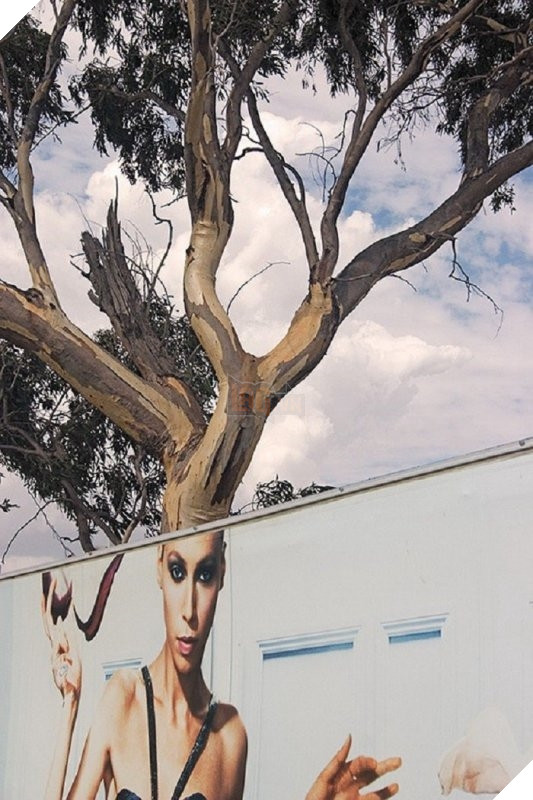 Nghe đồn "tóc cây" đang là mốt. (Ảnh: Internet)