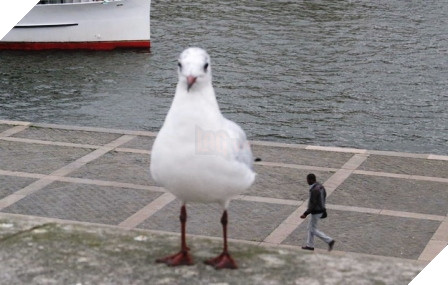 Người tí hon. (Ảnh: Internet)