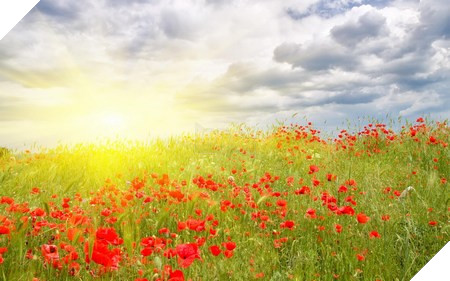 Phạm Thế Quang Huy