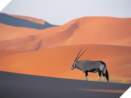 Hình ảnh trước...