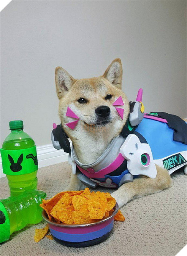Chú chó này đã khiến các nhân vật Overwatch trông cực kỳ dễ thương
