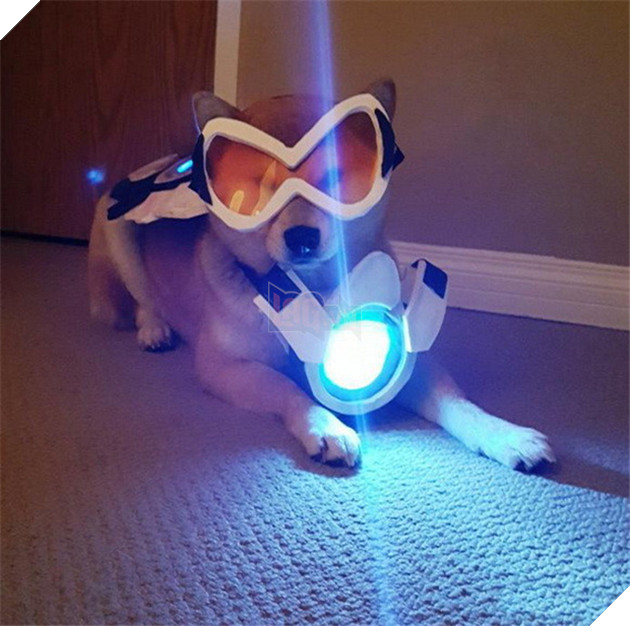 Chú chó này đã khiến các nhân vật Overwatch trông cực kỳ dễ thương