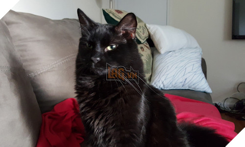 5 mẹo hay hỗ trợ quay video “chất” trên smartphone Android.  3