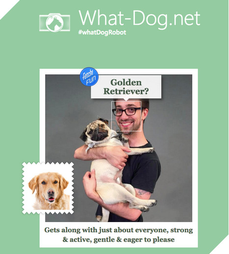 Microsoft tung ứng dụng “Bạn là giống chó nào” 2