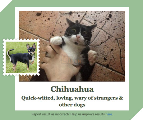 Microsoft tung ứng dụng “Bạn là giống chó nào” 3