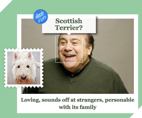 Microsoft tung ứng dụng “Bạn là giống chó nào” 4