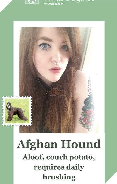 Microsoft tung ứng dụng “Bạn là giống chó nào” 5