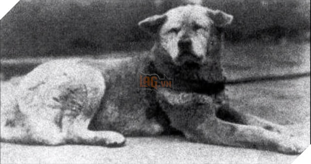 Kết quả hình ảnh cho hachiko
