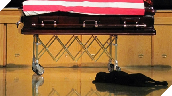 Kết quả hình ảnh cho Labrador tên Hawkeye