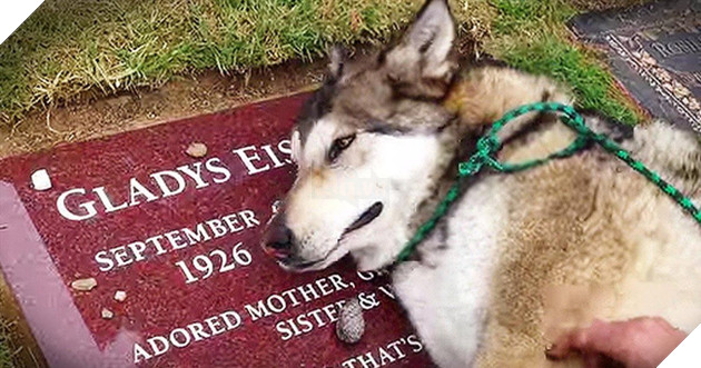 Kết quả hình ảnh cho Labrador tên Hawkeye