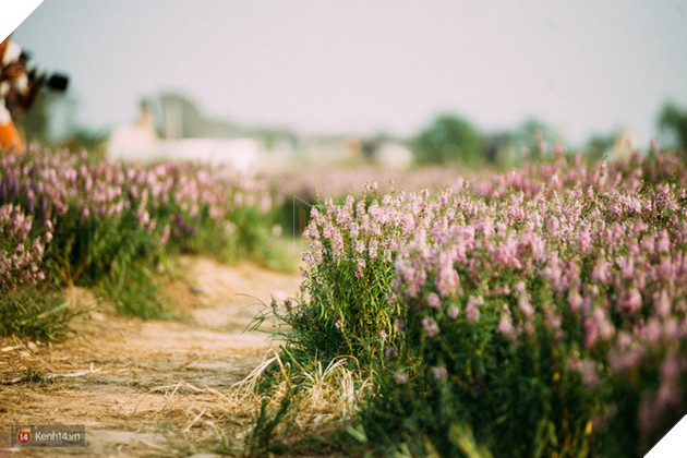 Một cánh đồng hoa bao la với bầy cừu xinh xắn, ở Hà Nội cũng có rồi đấy! - Ảnh 7.