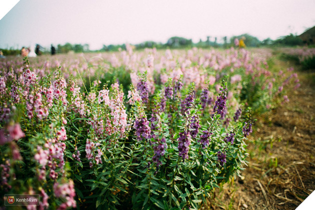 Một cánh đồng hoa bao la với bầy cừu xinh xắn, ở Hà Nội cũng có rồi đấy! - Ảnh 14.