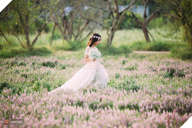 Một cánh đồng hoa bao la với bầy cừu xinh xắn, ở Hà Nội cũng có rồi đấy! - Ảnh 3.