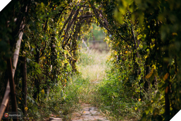Một cánh đồng hoa bao la với bầy cừu xinh xắn, ở Hà Nội cũng có rồi đấy! - Ảnh 15.