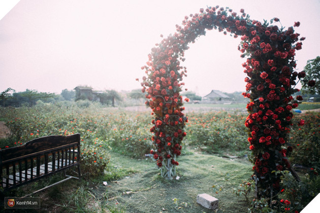 Một cánh đồng hoa bao la với bầy cừu xinh xắn, ở Hà Nội cũng có rồi đấy! - Ảnh 16.