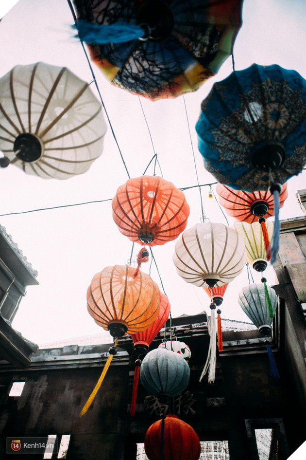 Một cánh đồng hoa bao la với bầy cừu xinh xắn, ở Hà Nội cũng có rồi đấy! - Ảnh 18.