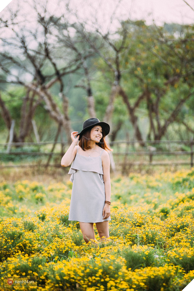 Một cánh đồng hoa bao la với bầy cừu xinh xắn, ở Hà Nội cũng có rồi đấy! - Ảnh 12.