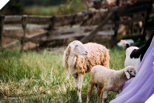 Một cánh đồng hoa bao la với bầy cừu xinh xắn, ở Hà Nội cũng có rồi đấy! - Ảnh 5.