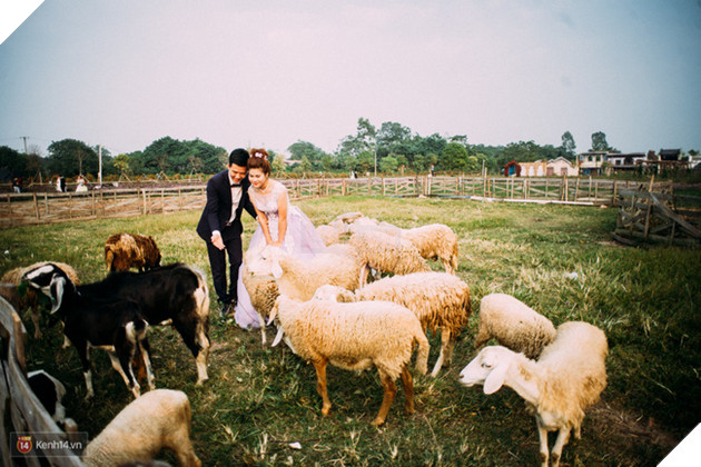 Một cánh đồng hoa bao la với bầy cừu xinh xắn, ở Hà Nội cũng có rồi đấy! - Ảnh 1.